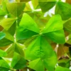 Oxalis Plant, Shamrock Plants Live In 4 Inches Pots, Oxalis Triangularis, Purple Shamrock Plant Live, Houseplant Indoor Plant