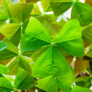 Oxalis Plant, Shamrock Plants Live In 4 Inches Pots, Oxalis Triangularis, Purple Shamrock Plant Live, Houseplant Indoor Plant