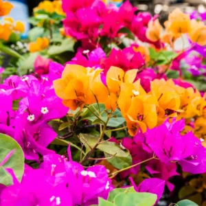 Bougainvillea Plants, Bougainvillea Tree 2 Starter Plants From 4 Inches Tall Bareroot, Bougainvillea Flowering Plants Live, Outdoor Tree For Planting