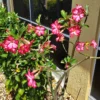 Desert Rose, Desert Rose Plant Live, Adenium Obesum Desert Rose Plant, Large Desert Rose Flower Plant 4 To 7 Inches Tall No Pot