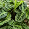 2 Prayer Plants, Prayer Plants Live House Plants, Prayer Plant Live Indoor Rooted, Prayer Plants Live House Plants