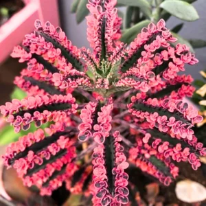 Kalanchoe Pink Butterfly, Variegated Succulent Plant Live, Kalanchoe Plant Live Rare Succulent, 2 Inc Pot