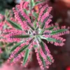 Kalanchoe Pink Butterfly, Variegated Succulent Plant Live, Kalanchoe Plant Live Rare Succulent, 2 Inc Pot