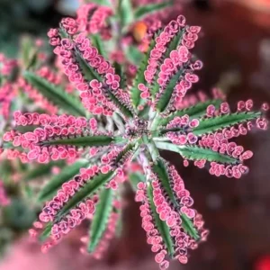 Kalanchoe Pink Butterfly Live Succulent Plant, Rare Variegated Kalanchoe Succulent for Home Decor, In 2 Inc Pot