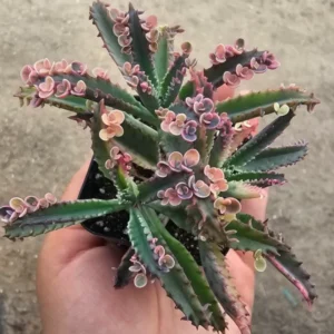 Kalanchoe Pink Butterfly Live Succulent Plant, Rare Variegated Kalanchoe Succulent for Home Decor, In 2 Inc Pot