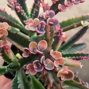 Kalanchoe Pink Butterfly Live Succulent Plant, Rare Variegated Kalanchoe Succulent for Home Decor, In 2 Inc Pot