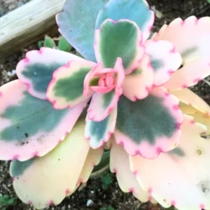 Pink Kalanchoe Plant Live, Stained Glass Kalanchoe Rare Succulent Live Plant, Variegated Kalanchoe, In 2 Inc Pot