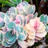 Pink Kalanchoe Plant Live, Stained Glass Kalanchoe Rare Succulent Live Plant, Variegated Kalanchoe, In 2 Inc Pot