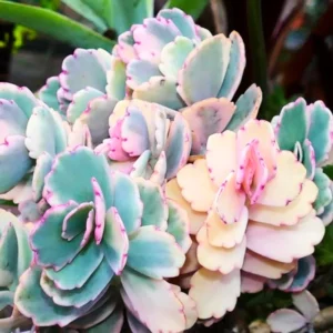 Pink Kalanchoe Plant Live, Stained Glass Kalanchoe Rare Succulent Live Plant, Variegated Kalanchoe, In 2 Inc Pot
