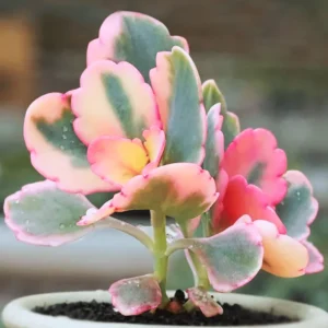 Pink Kalanchoe Plant Live, Stained Glass Kalanchoe Rare Succulent Live Plant, Variegated Kalanchoe, In 2 Inc Pot