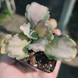 Pink Kalanchoe Plant Live, Stained Glass Kalanchoe Rare Succulent Live Plant, Variegated Kalanchoe, In 2 Inc Pot