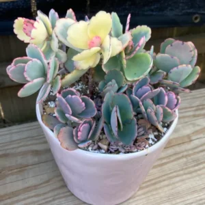 Pink Kalanchoe Plant Live, Stained Glass Kalanchoe Rare Succulent Live Plant, Variegated Kalanchoe, In 2 Inc Pot