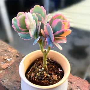 Pink Kalanchoe Plant Live, Stained Glass Kalanchoe Rare Succulent Live Plant, Variegated Kalanchoe, In 2 Inc Pot