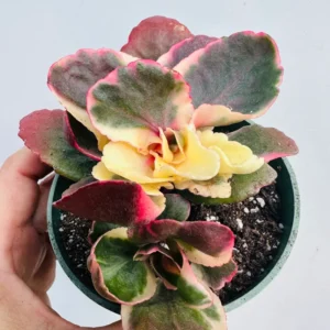 Pink Kalanchoe Plant Live Succulent, Rare Stained Glass Variegated Kalanchoe Houseplant, Succulent Live Plant, In 2
