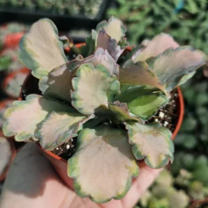 Pink Kalanchoe Live Succulent Plant, Variegated Stained Glass Kalanchoe for Home Decor, In 4 Inc Pot