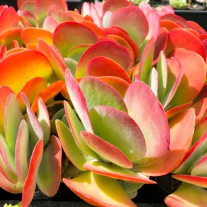 Kalanchoe Paddle Succulent Plant Live, Indoor Houseplant in 4-Inch Pot, Kalanchoe Plant Live