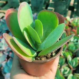 Kalanchoe Paddle Succulent Plant Live, Indoor Houseplant in 4-Inch Pot, Kalanchoe Plant Live