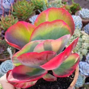 Kalanchoe Paddle Succulent Plant Live, Indoor Houseplant in 4-Inch Pot, Kalanchoe Plant Live