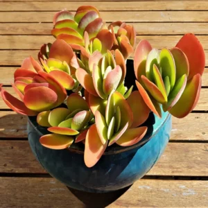 Kalanchoe Paddle Succulent Plant Live, Indoor Houseplant in 4-Inch Pot, Kalanchoe Plant Live