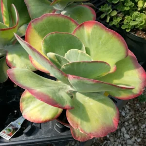 Kalanchoe Paddle Plant Succulent Live, Kalanchoe Houseplant in 4-Inch Pot for Indoor Decor