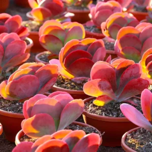 Kalanchoe Paddle Plant Succulent Live, Kalanchoe Houseplant in 4-Inch Pot for Indoor Decor