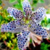 Kalanchoe Succulent Live Plant, Mother of Millions Rare Kalanchoe Houseplant, Kalanchoe Plant Live, In 2 Inc Pot