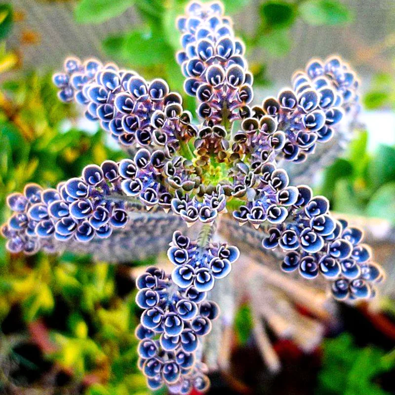 Kalanchoe Succulent Live Plant, Mother of Millions Rare Kalanchoe Houseplant, Kalanchoe Plant Live, In 2 Inc Pot