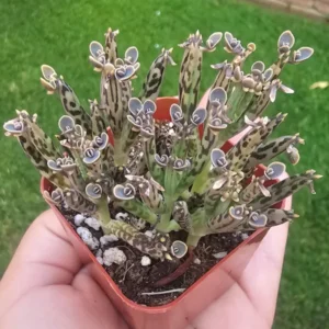 Kalanchoe Succulent Live Plant, Mother of Millions Rare Kalanchoe Houseplant, Kalanchoe Plant Live, In 2 Inc Pot