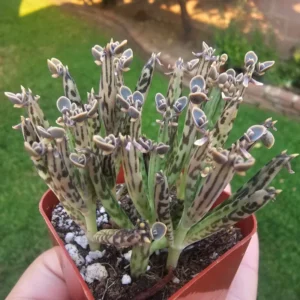 Mother of Millions Kalanchoe Plant Live, Rare Succulent Live Plant for Indoor Decor, In 2 Inc Pot