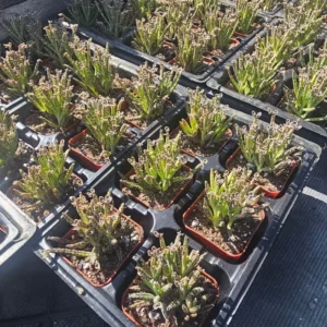 Mother of Millions Kalanchoe Plant Live, Rare Succulent Live Plant for Indoor Decor, In 2 Inc Pot