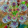 Rare Kalanchoe Succulent Live Plant, Mother of Millions Live Plant, Kalanchoe Plant Live for Easy Care, In 2 Inc Pot