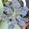 2 Mother of Millions Succulent Live Kalanchoe Plants, Kalanchoe Houseplant for Indoor Gardening, In 2 Inc Pots
