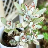 Kalanchoe Panda Plant Live Succulent, Rare Fuzzy Succulent for Indoor Decor, In 2 Inch Pot, Kalanchoe Plant Live