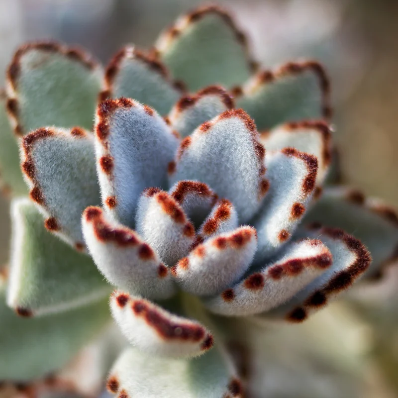 Kalanchoe Panda Plant Live Succulent, Rare Fuzzy Succulent for Indoor Decor, In 2 Inch Pot, Kalanchoe Plant Live