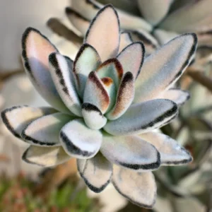 Rare Kalanchoe Panda Plant Succulent Live, In 2 Inc Pot, Easy-Care Houseplant for Indoor Gardening, Kalanchoe Plant