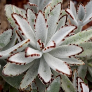 Rare Kalanchoe Panda Plant Succulent Live, In 2 Inc Pot, Easy-Care Houseplant for Indoor Gardening, Kalanchoe Plant