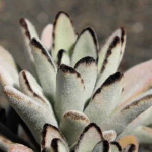 Rare Kalanchoe Panda Plant Succulent Live, In 2 Inc Pot, Easy-Care Houseplant for Indoor Gardening, Kalanchoe Plant