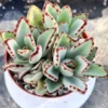 Rare Kalanchoe Panda Plant Succulent Live, In 2 Inc Pot, Easy-Care Houseplant for Indoor Gardening, Kalanchoe Plant