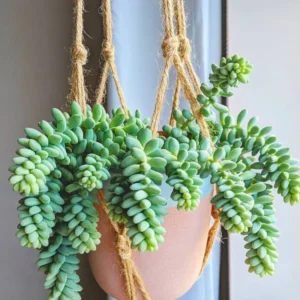 Donkey Tail Sedum Plant, Trailing Succulent Plant Live for Hanging Baskets, Pots, and Home Gardens, In 2 Inc Pot