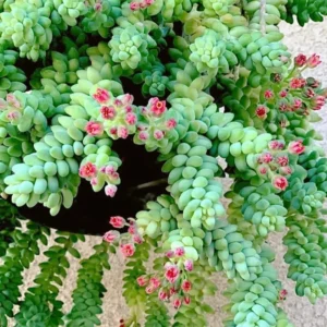 Trailing Donkey Tail Sedum, Live Succulent Plant for Indoor Outdoor Decoration, Ideal for Pots and Planters, In 2 Inc Pot