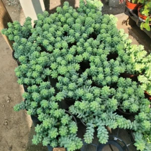 Trailing Donkey Tail Sedum, Live Succulent Plant for Indoor Outdoor Decoration, Ideal for Pots and Planters, In 2 Inc Pot