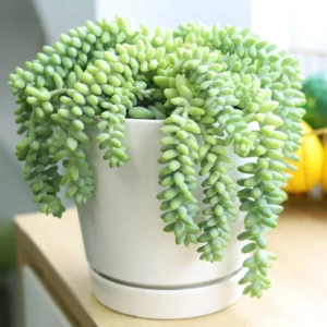 Trailing Donkey Tail Sedum, Live Succulent Plant for Indoor Outdoor Decoration, Ideal for Pots and Planters, In 2 Inc Pot