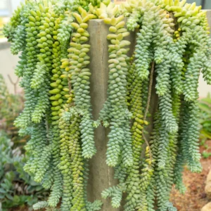 Trailing Donkey Tail Sedum, Live Succulent Plant for Indoor Outdoor Decoration, Ideal for Pots and Planters, In 2 Inc Pot