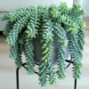 Trailing Donkey Tail Sedum, Live Succulent Plant for Indoor Outdoor Decoration, Ideal for Pots and Planters, In 2 Inc Pot