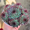 Live Hens and Chicks Succulent Plant, 4 Inch Pot, Hardy Succulent Plant, Ideal for Home Gardens, Pots, and Planters