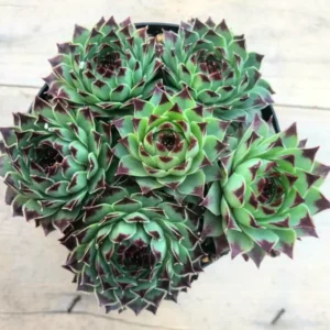 Live Hens and Chicks Succulent Plant, 4 Inch Pot, Hardy Succulent Plant, Ideal for Home Gardens, Pots, and Planters