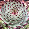 Live Hens and Chicks Succulent Plant, 4 Inch Pot, Hardy Succulent Plant, Ideal for Home Gardens, Pots, and Planters