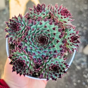 Live Hens and Chicks Succulent Plant, 4 Inch Pot, Hardy Succulent Plant, Ideal for Home Gardens, Pots, and Planters