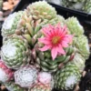 Succulent Plant Live Hens and Chicks Plant in 2 Inch Pot, Low Maintenance, Great for Indoor Outdoor Decor