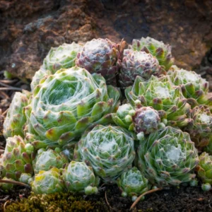 Live Hens and Chicks Succulent Plant, 2 Inch Pot, Hardy Beautiful Plant for Home, Garden, or Office Decoration